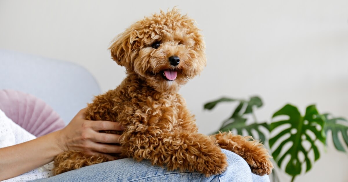 What Dog Breeds Are The Best For First Time Owners?